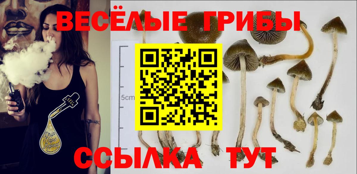 Галлюциногенные грибы Psilocybe  Псилоцибиновые грибы GOLDEN TEACHER  Вход с VPN  Ачхой-Мартан 